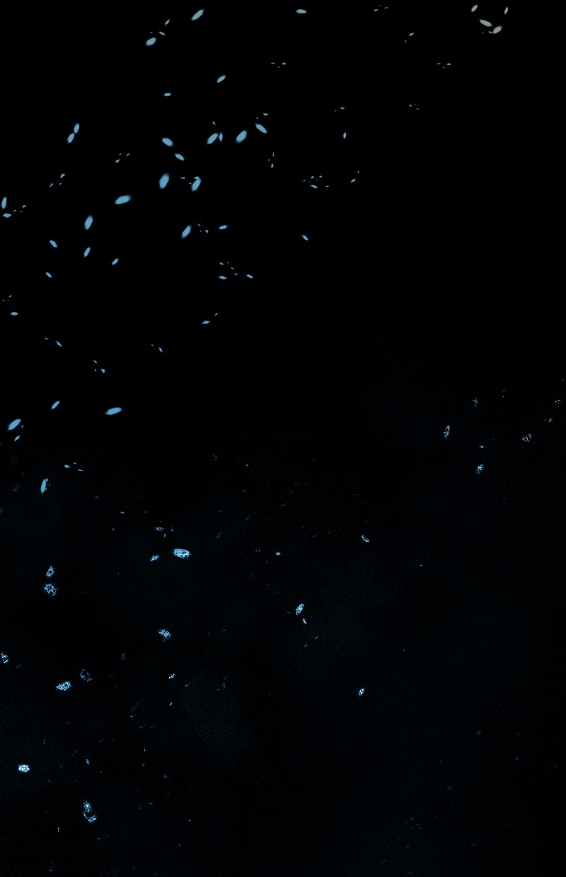 Read KESTREL - Der Vogel im Käfig Manga Online