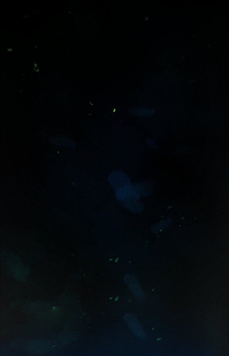 Read KESTREL - Der Vogel im Käfig Manga Online