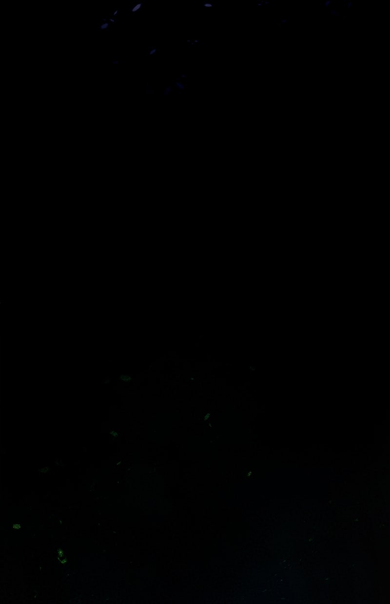 Read KESTREL - Der Vogel im Käfig Manga Online