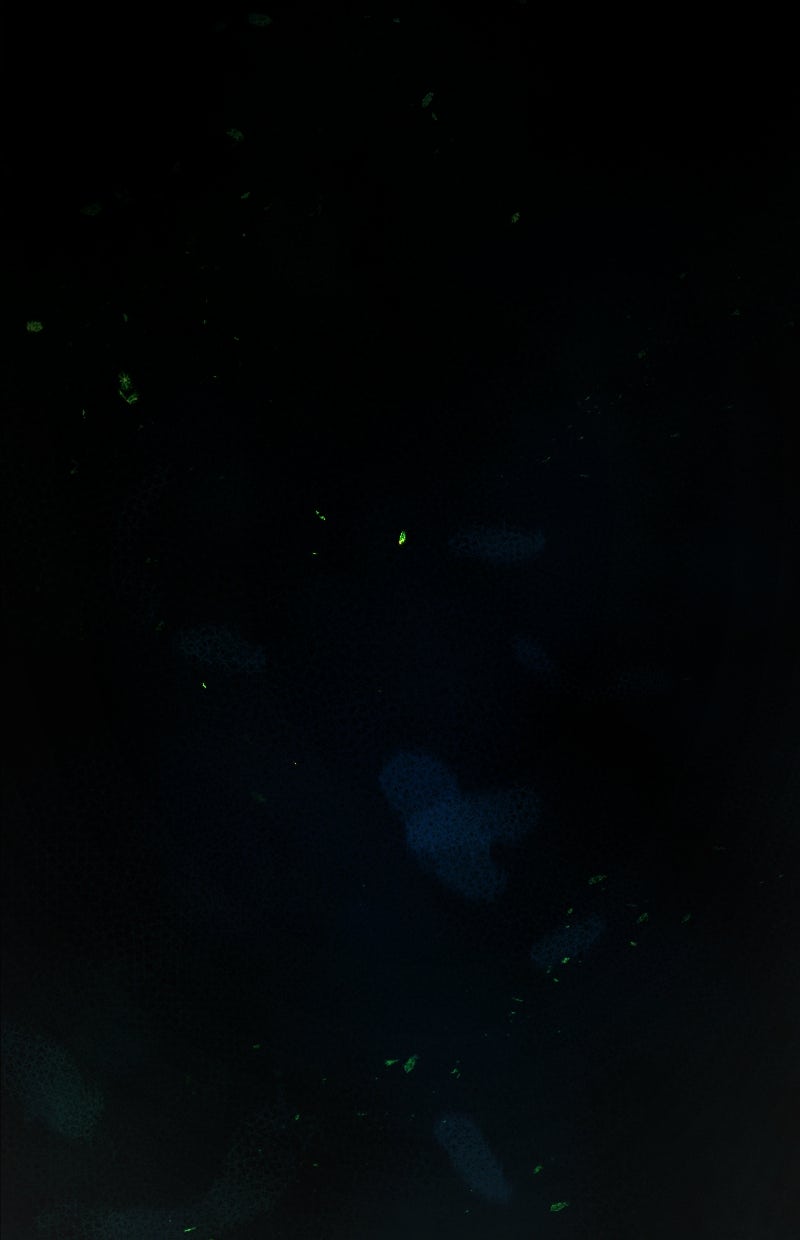 Read KESTREL - Der Vogel im Käfig Manga Online