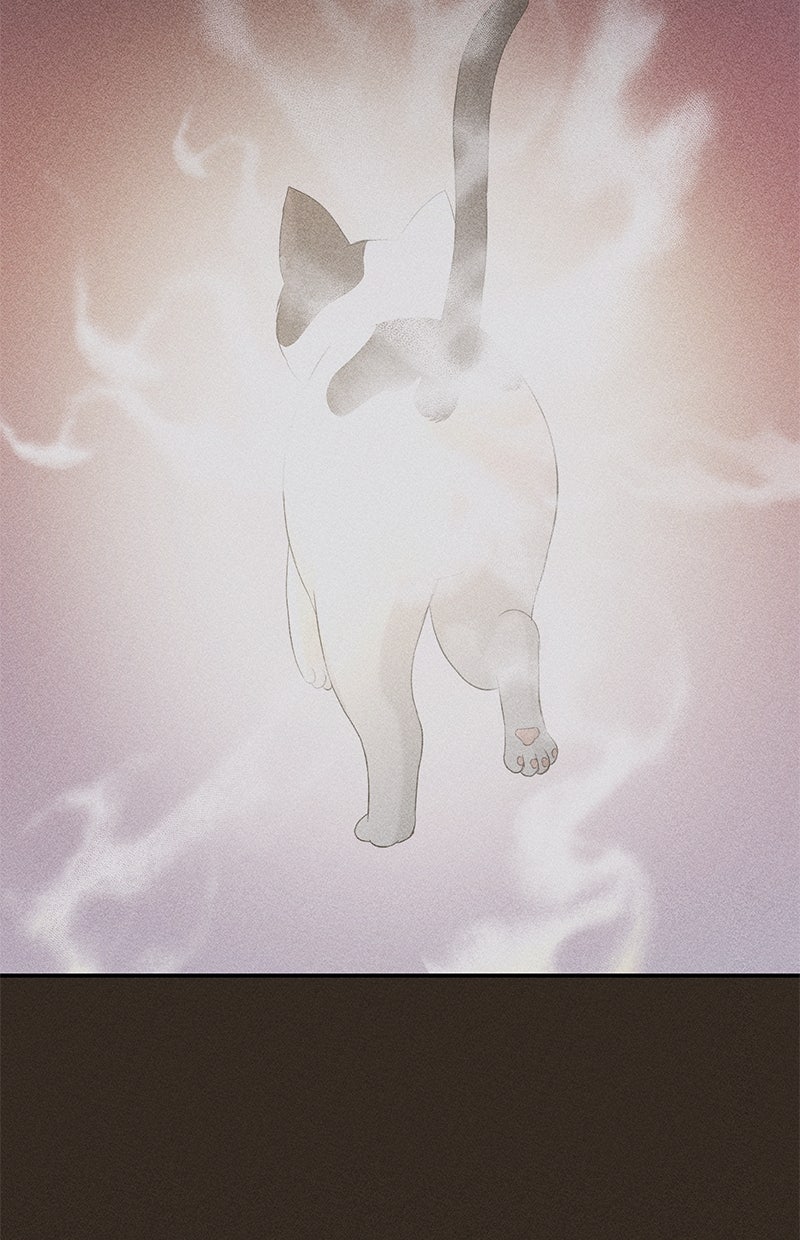 Read Perfect Marriage Revenge Manga Online