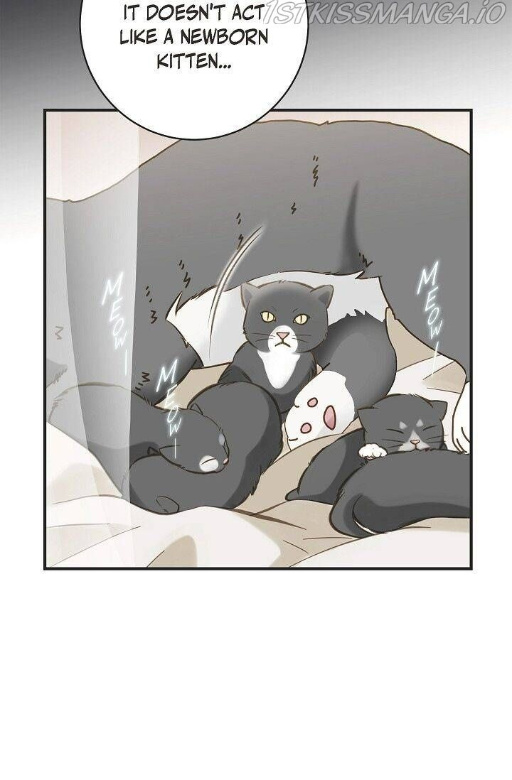 Read Survival Marriage Manga Online