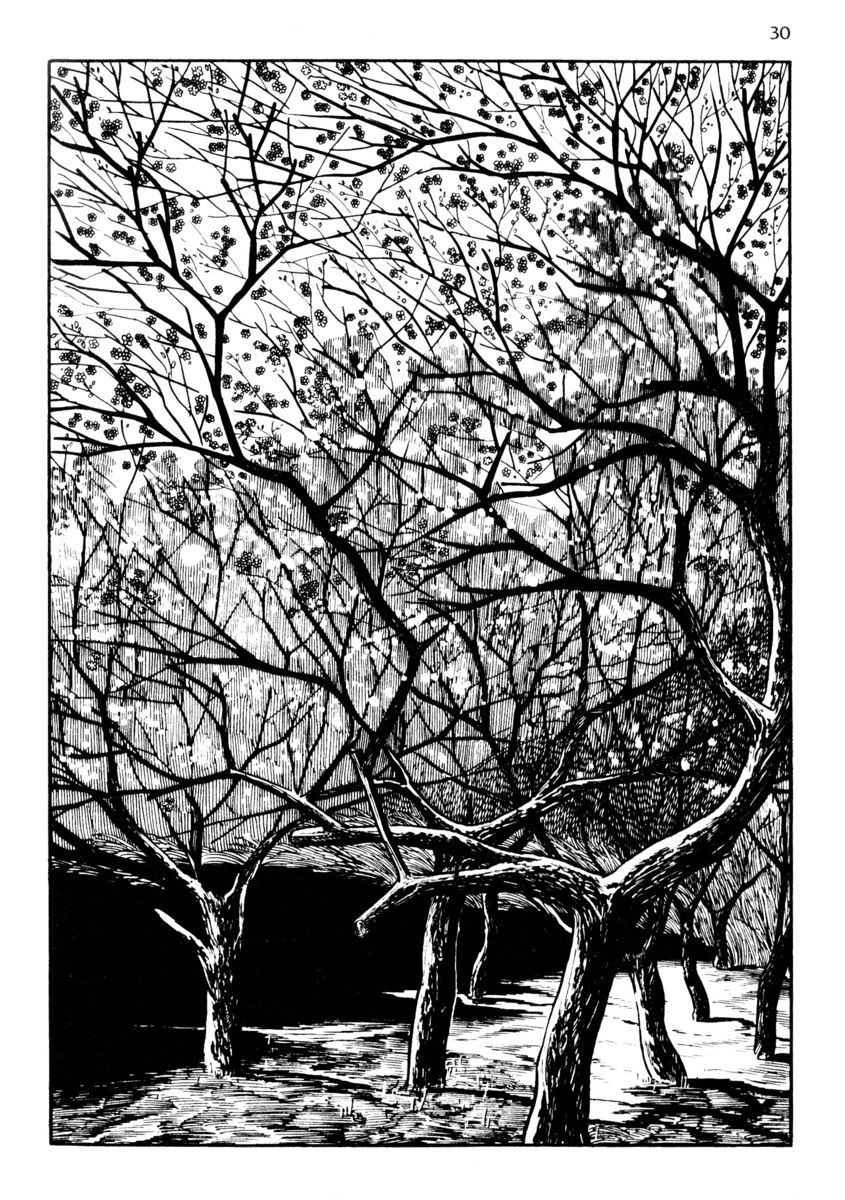 Read La fenice Manga Online