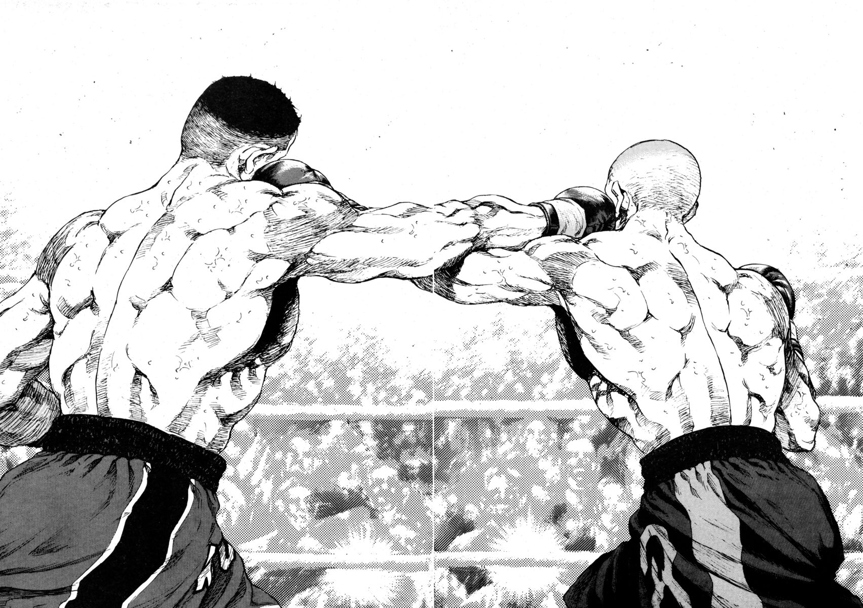 Read Shamo Manga Online