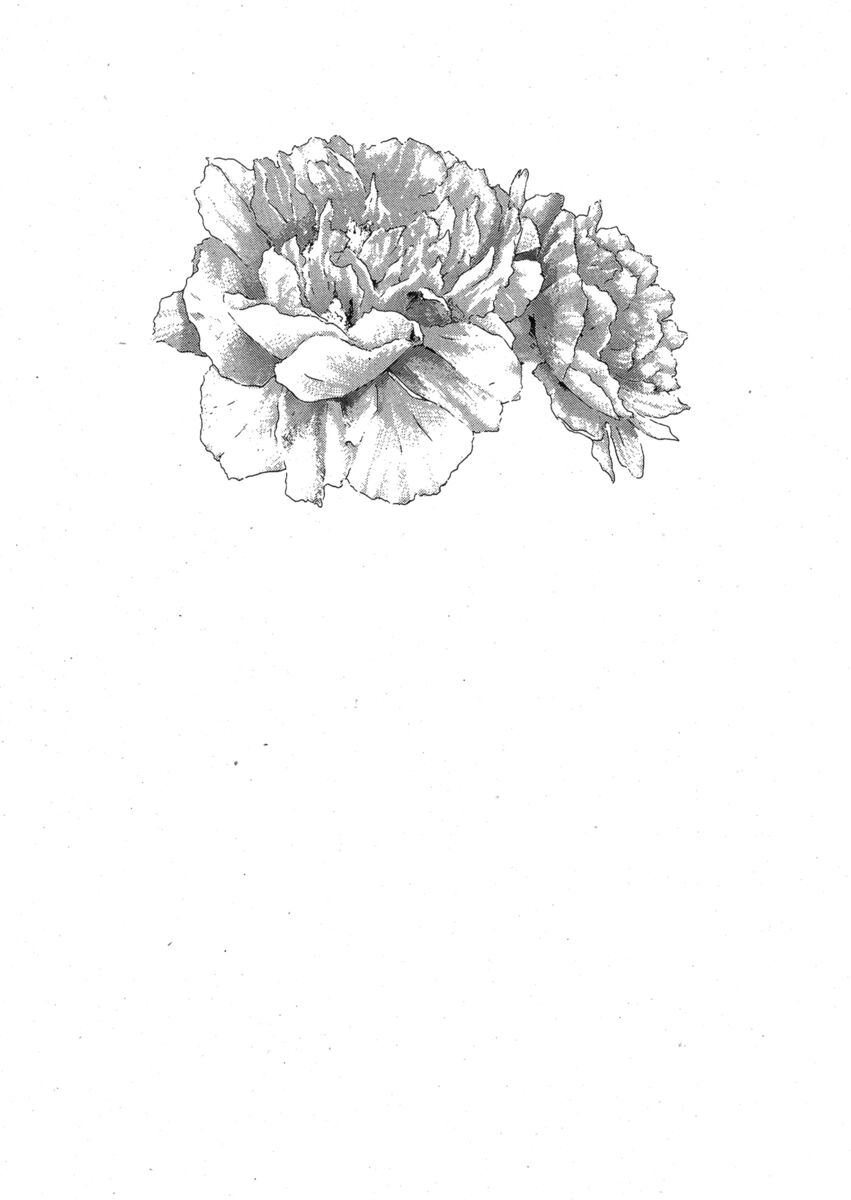 Read Shamo Manga Online