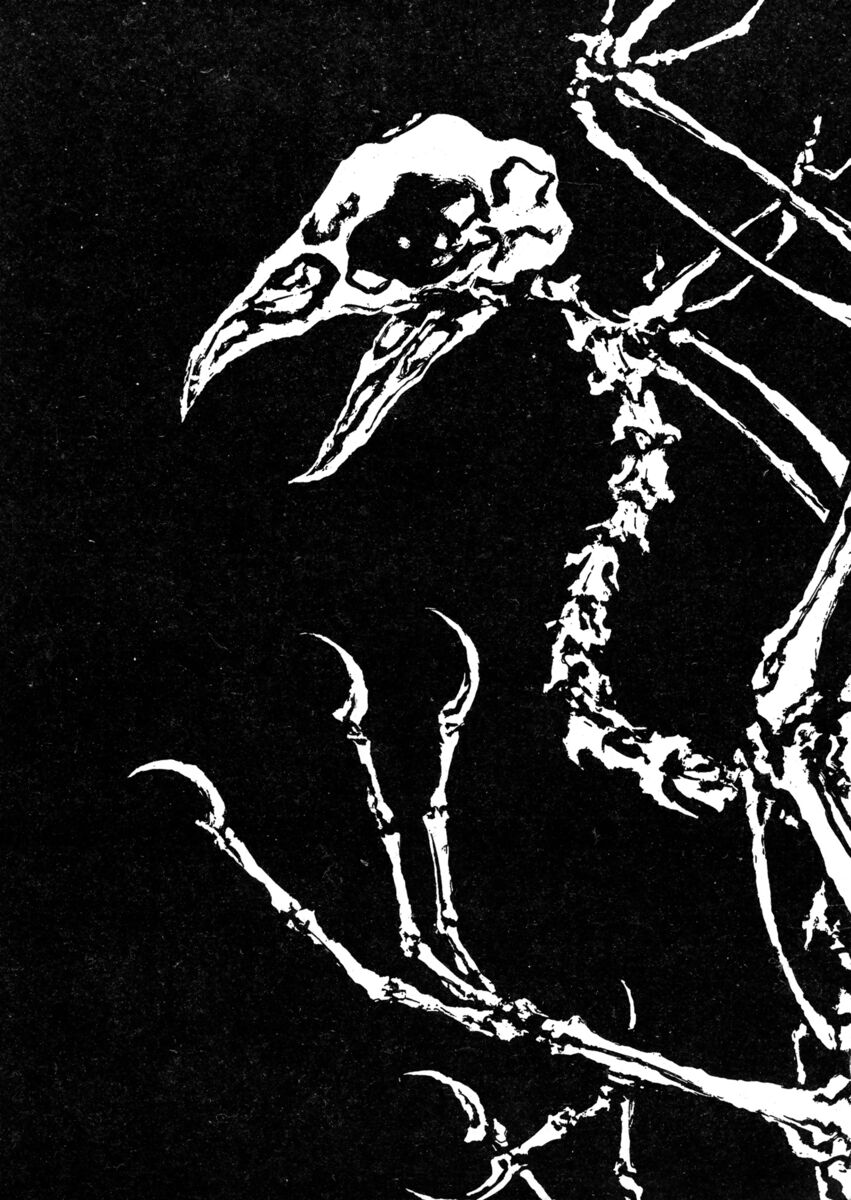 Read Shamo Manga Online