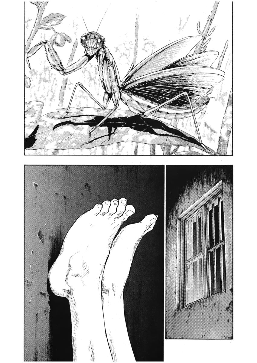 Read Shamo Manga Online