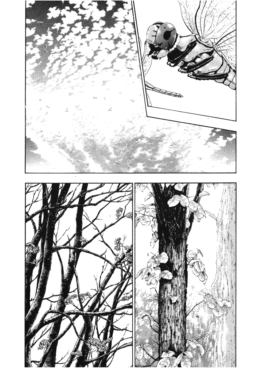 Read Shamo Manga Online