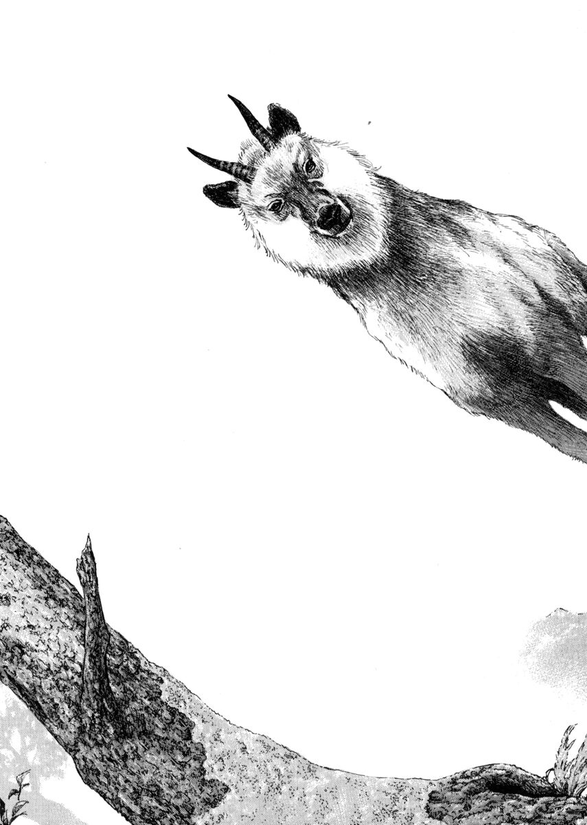 Read Shamo Manga Online