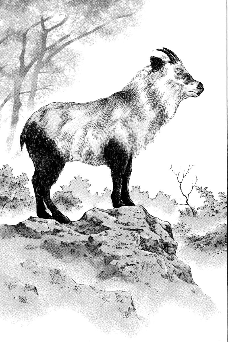 Read Shamo Manga Online