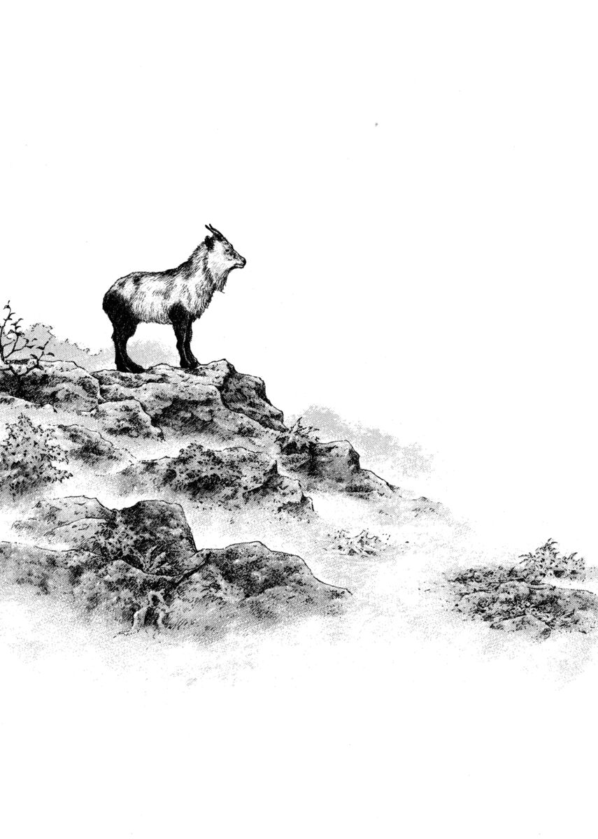 Read Shamo Manga Online