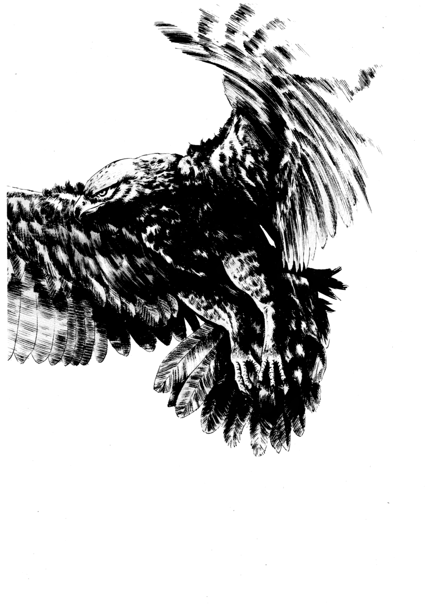 Read Shamo Manga Online